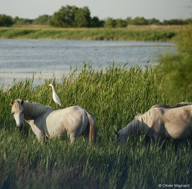 Chevaux de Camargue et un héron garde boeuf