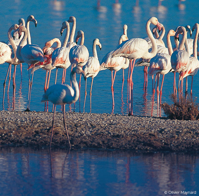 Pink flamingo