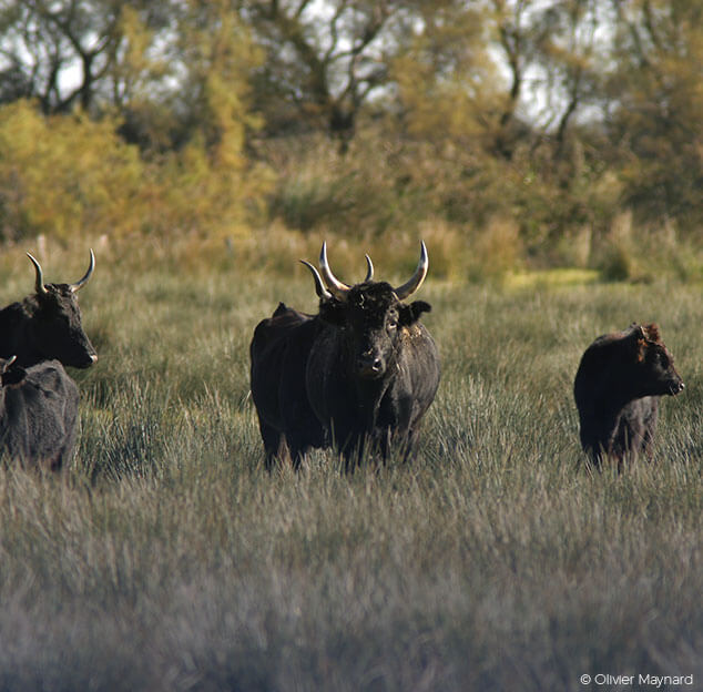 taureaux de Camargue